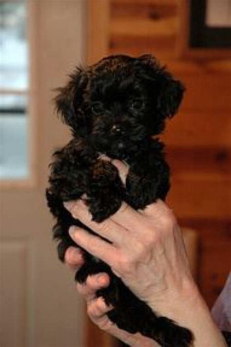 19 best Yorkie Poo Haircuts images on Pinterest | Yorkies, Animals and Dog grooming