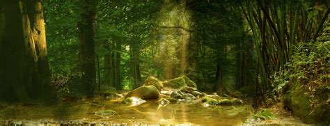 Dense Forest Banner, Forest, Valley, Creek Background Image for Free Download