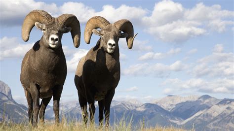 sheep, Bighorn, Bighorn, Sheep, Animal Wallpapers HD / Desktop and Mobile Backgrounds