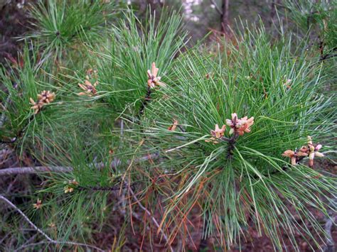 Gardening South Florida Style: Native Florida Sand Pine Scrub Land