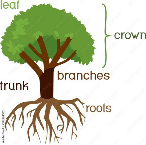 Parts of plant. Morphology of tree with green crown, root system, and titles Stock Vector ...