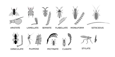 File:Insect antennae.svg - Wikipedia, the free encyclopedia | Insect ...