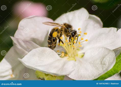 Honey Bee, Pollination Process Stock Image - Image of nature, micro: 169762985