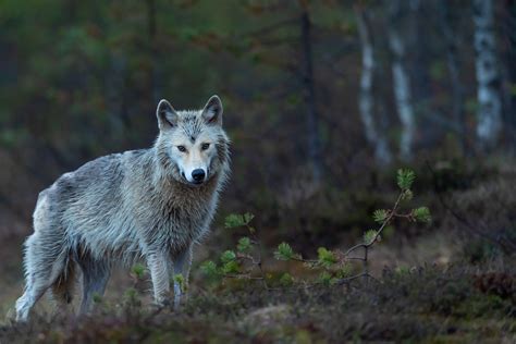 Denali Wolves | Alaska Wildlife Alliance (AWA)