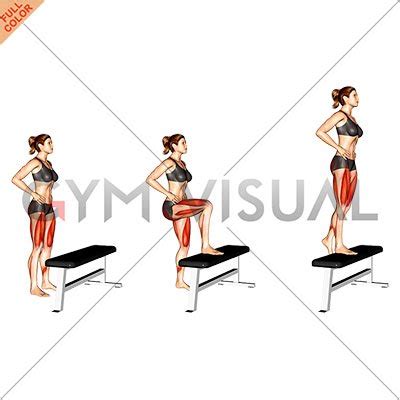 Single Leg Step-up on Bench (female)