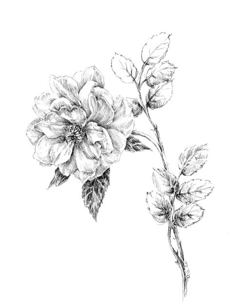 Cool Pen Drawings Of Flowers