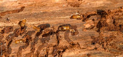 stages of European spruce bark beetle (Ips typographus) in damaged wood with its corridors and ...