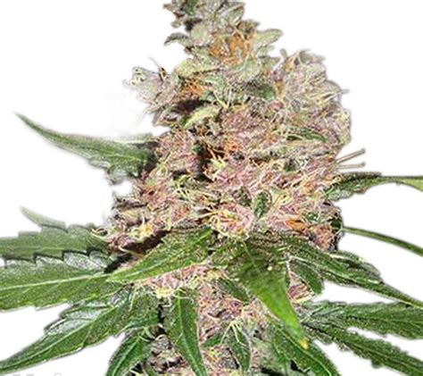 Blue Dream Seeds | Cannabis Seeds Canada