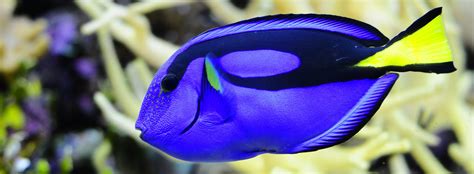 Finding Dory: Blue Tang Fact or Fiction