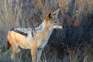 Black-Backed Jackal Facts, Pictures, Video & Information. Discover An Intelligent & Adaptable ...