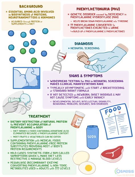 Phenylalanine: What Is It, Function, Phenylketonuria, and More | Osmosis