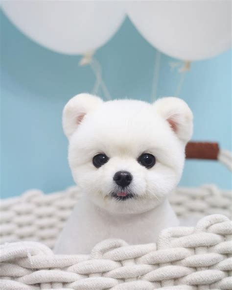 Cute white Pomeranian Puppy with teddy bear haircut. #pomeranian #whitepomeranian #teddybearcut ...