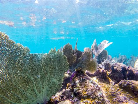 Undersea Adventures - Snorkeling in Playa del Carmen, Mexico