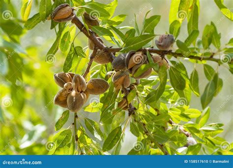 Ripe Almonds Nuts on Almond Tree Ready To Harvest Stock Photo - Image ...