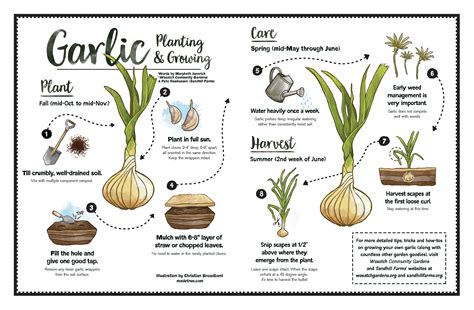 How To Plant Garlic Cloves - Plant Ideas