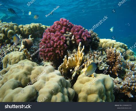 Coral Reefs Red Sea Red Sea Stock Photo 2199092773 | Shutterstock