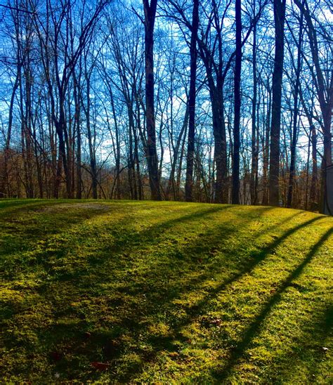 Free Images : landscape, tree, nature, forest, grass, branch, blossom, fog, meadow, sunlight ...