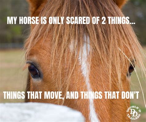 11 Most Loved Horse Memes by Double D Trailers