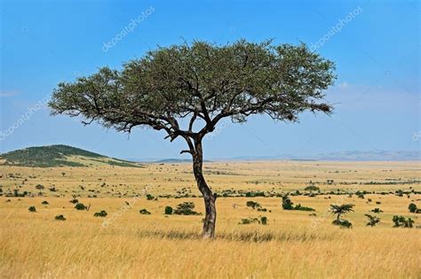 De boom in de Afrikaanse savanne — Stockfoto © kyslynskyy #96306306