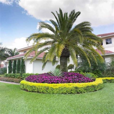 19 Exceptional Ideas To Decorate Your Landscape With Palm Trees