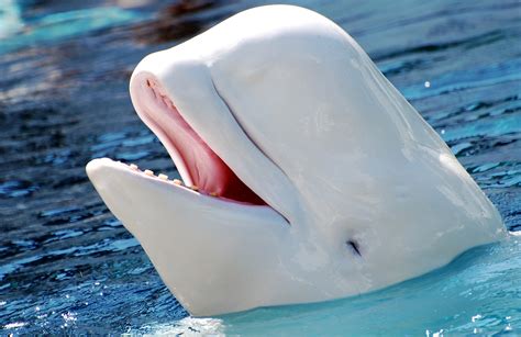 Beluga Whale Images