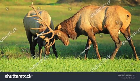 Two Elk Fighting During Rut Stock Photo 2179402349 | Shutterstock