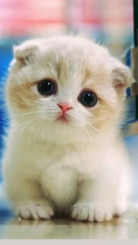 Pin by Xinger ⭐ on cute kittens♥️ | Kittens cutest, Cutest kittens ever, Baby cats