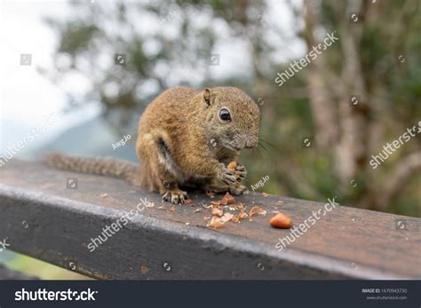 Cute Squirrel Eating Nuts Stock Photo 1670943730 | Shutterstock