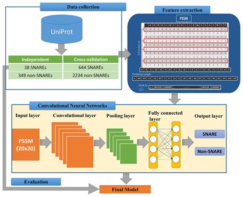 SNARE-CNN: a 2D convolutional neural network architecture to identify ...