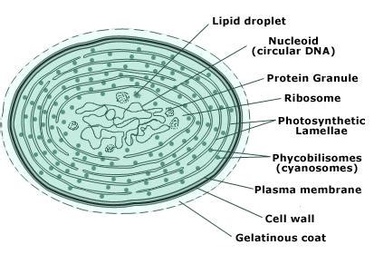 9.2 What are Algae? | EGEE 439: Alternative Fuels from Biomass Sources