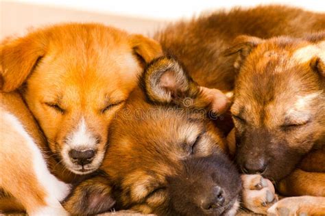 Brown little dogs sleeping stock photo. Image of sleeping - 84218626