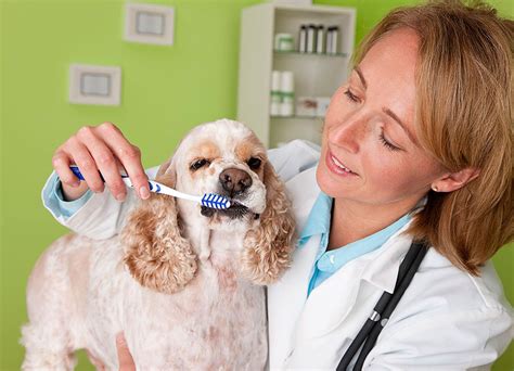 Dental Care for Dogs: Tips and Tricks - Barksdale Labradoodles