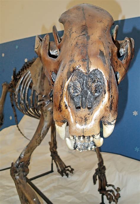 Panthera atrox (fossil North American lion) (Pleistocene; … | Flickr