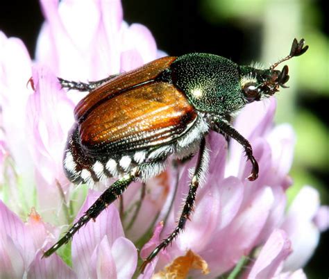 Beetle Identification: A Guide to 21 Common Species (With Photos) - Owlcation