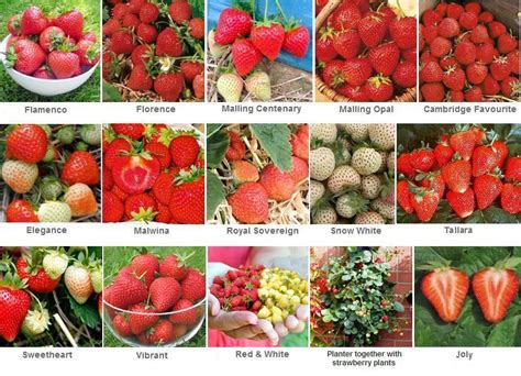 best tasting strawberry varieties