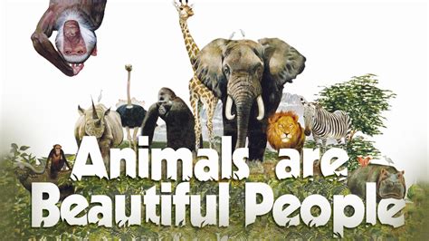 The Hilarious Comedy-Documentary ANIMALS ARE BEAUTIFUL PEOPLE Shows at ...