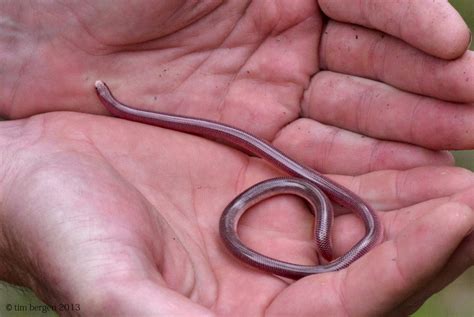 AnliKira: Western Blind Snake ( Leptotyphlops Humilis )