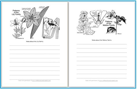 Botany in a Day 7 page worksheets - Something 2 Offer