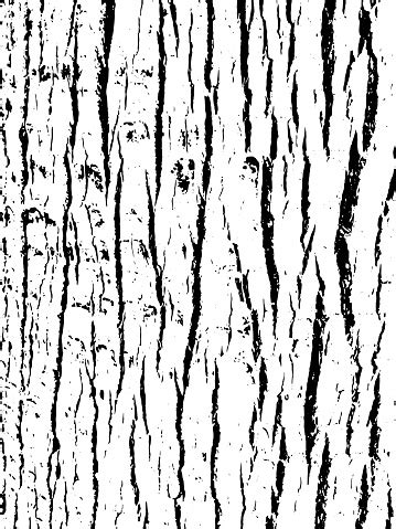 Tree Bark Texture Wooden Background For Graphic Design Stock ...