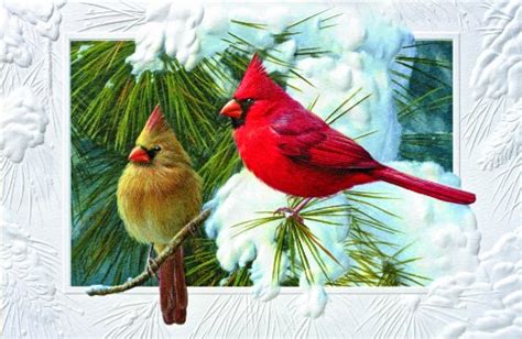 Cardinal Christmas Cards | Cardinal Christmas Card