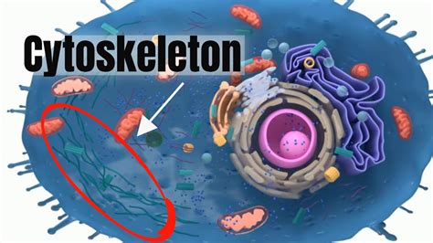 Cytoskeleton: The skeleton of the cell PLUS MORE - YouTube