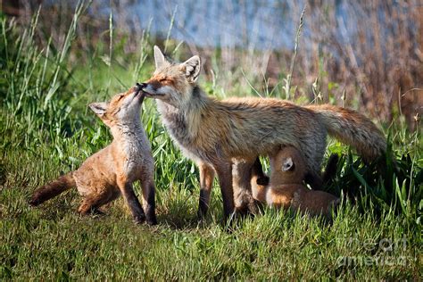 Red Fox Family Photograph by Ronald Lutz - Fine Art America