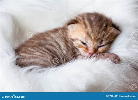 Newborn Sleeping Baby Cat Stock Image - Image: 27484991