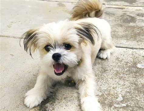 Shih Tzu Mixes: 36 Different Shih Tzu Crossbreeds - K9 Web