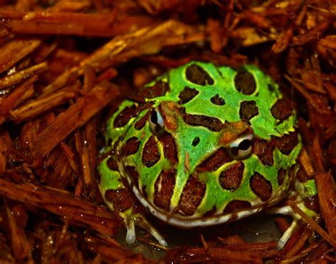 green pacman frog by sildar-god on DeviantArt