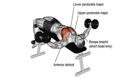 Floor Dumbbell Fly Benefits | Viewfloor.co