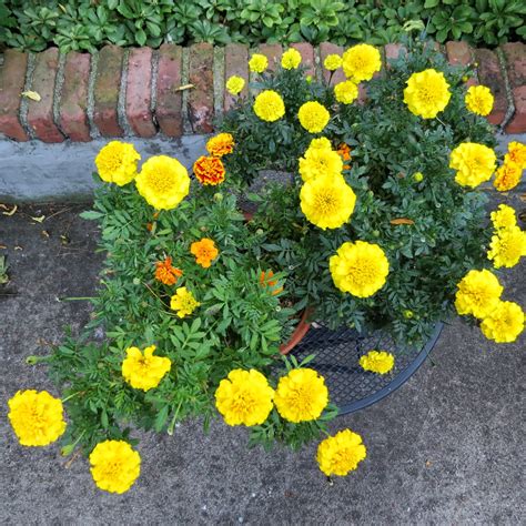 a bouquet of marigolds with something fiery red