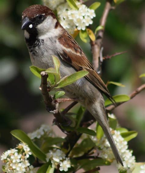 Welcome To The List: Italian Sparrow Is A Species, Researchers Say | WKNO FM