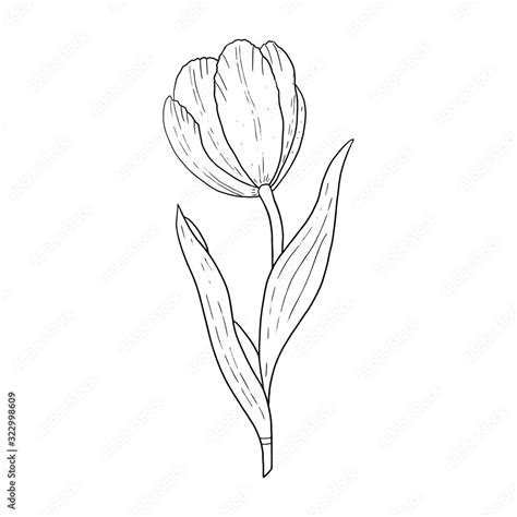 Tulip hand drawn outline drawing.Black and white image.Stylized image ...