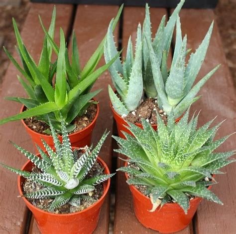 Aloe Plant collection 4 varieties